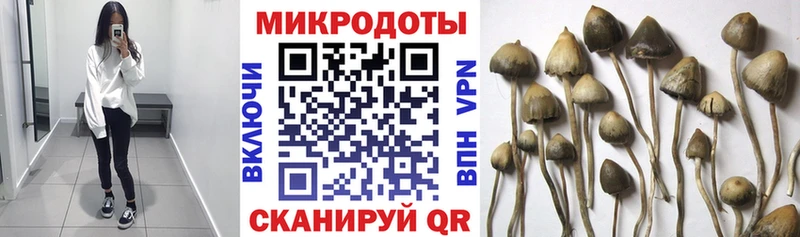darknet как зайти  Каменногорск  Галлюциногенные грибы GOLDEN TEACHER 